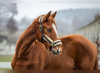 Polish Halfbred, Mare, 2 years, Chestnut-Red