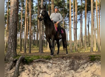 Polish Halfbred, Mare, 3 years, 14,3 hh, Smoky-Black