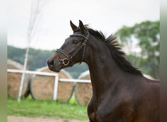 Polish Halfbred, Mare, 3 years, 15.2 hh, Bay