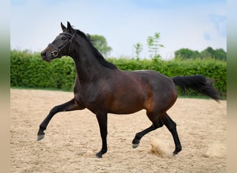 Polish Halfbred, Mare, 3 years, 15.2 hh, Bay