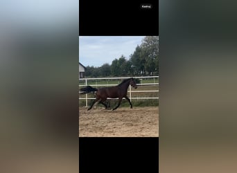 Polish Halfbred, Mare, 3 years, 15.3 hh, Bay-Dark