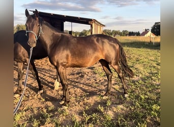 Polish Halfbred, Mare, 3 years, 15 hh, Bay-Dark