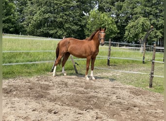 Polish Halfbred, Mare, 3 years, 15,2 hh, Chestnut-Red