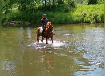 Polish Halfbred, Mare, 3 years, 15,3 hh, Chestnut-Red