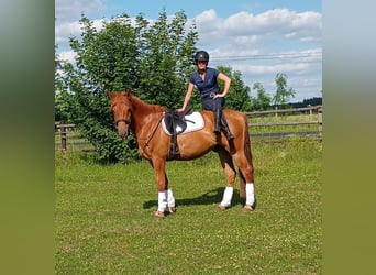 Polish Halfbred, Mare, 3 years, 15,3 hh, Chestnut-Red