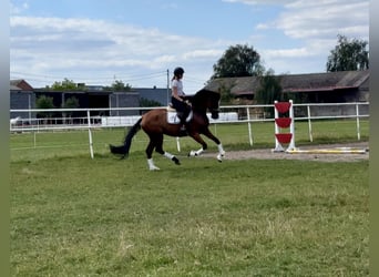 Polish Halfbred, Mare, 3 years, 16.1 hh, Brown