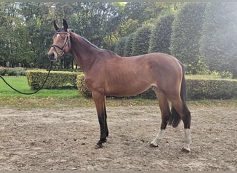 Polish Halfbred, Mare, 3 years, 16,1 hh, Brown