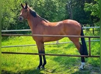 Polish Halfbred, Mare, 3 years, 16 hh, Bay