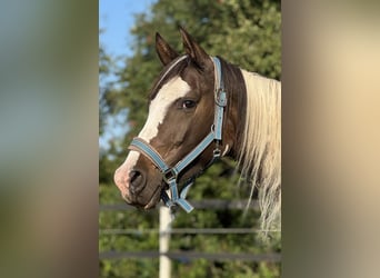 Polish Halfbred, Mare, 3 years, 16 hh, Pinto