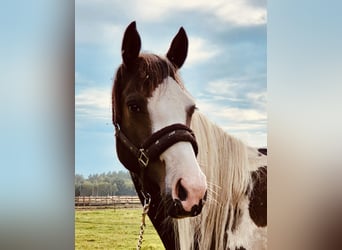 Polish Halfbred, Mare, 3 years, 16 hh, Pinto