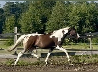 Polish Halfbred, Mare, 3 years, 16 hh, Pinto