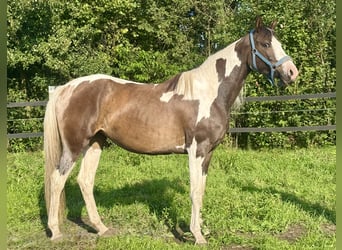 Polish Halfbred, Mare, 3 years, 16 hh, Pinto