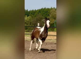 Polish Halfbred, Mare, 3 years, 16 hh, Pinto