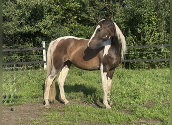 Polish Halfbred, Mare, 3 years, 16 hh, Pinto