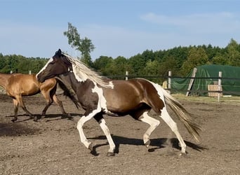 Polish Halfbred, Mare, 3 years, 16 hh, Pinto