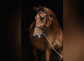 Polish Halfbred, Mare, 3 years, 16,1 hh, Bay