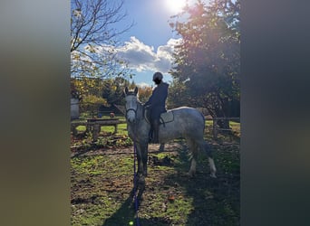 Polish Halfbred, Mare, 3 years, 16,1 hh, Grey