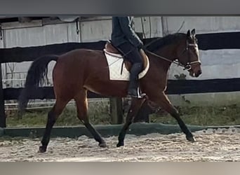 Polish Halfbred, Mare, 4 years, 15,1 hh, Bay