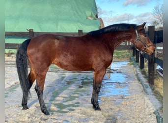 Polish Halfbred, Mare, 4 years, 15,1 hh, Bay