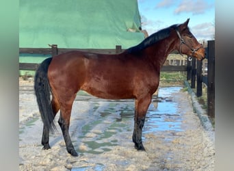 Polish Halfbred, Mare, 4 years, 15,1 hh, Bay