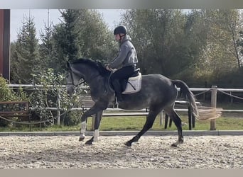 Polnisches Halbblut, Stute, 4 Jahre, 15,1 hh, Schimmel