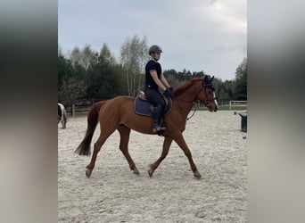 Polish Halfbred, Mare, 4 years, 15 hh, Chestnut-Red