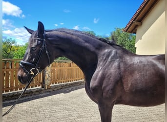 Polish Halfbred, Mare, 4 years, 16,1 hh, Bay-Dark