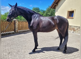 Polish Halfbred, Mare, 4 years, 16,1 hh, Bay-Dark