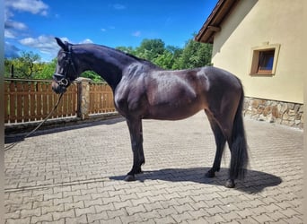 Polish Halfbred, Mare, 4 years, 16,1 hh, Bay-Dark