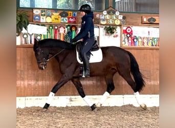 Polish Halfbred, Mare, 4 years, 16,1 hh, Bay