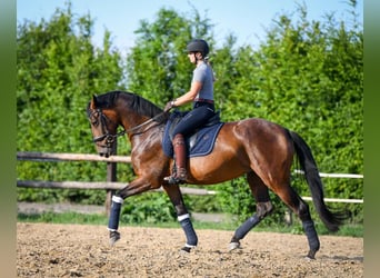 Polish Halfbred, Mare, 4 years, 16,1 hh, Bay