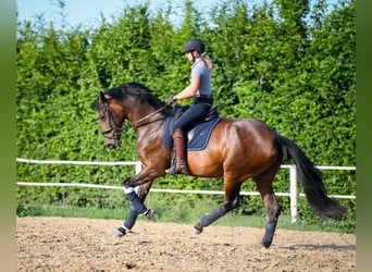 Polish Halfbred, Mare, 4 years, 16,1 hh, Bay