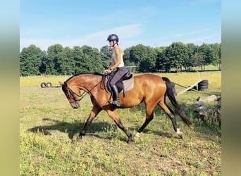 Polish Halfbred, Mare, 4 years, 16,1 hh, Bay