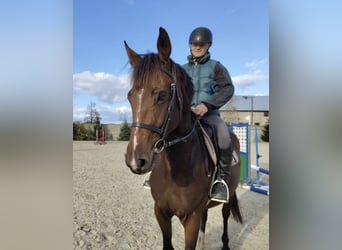 Polnisches Halbblut, Stute, 4 Jahre, 16,1 hh, Brauner