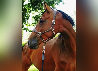 Polish Halfbred, Mare, 4 years, 16.1 hh, Brown