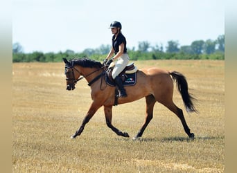 Polish Halfbred, Mare, 4 years, 16.1 hh, Dun