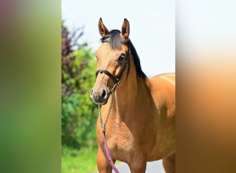 Polish Halfbred, Mare, 4 years, 16.1 hh, Dun