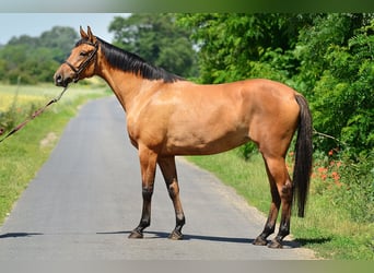 Polish Halfbred, Mare, 4 years, 16.1 hh, Dun