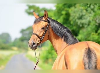 Polish Halfbred, Mare, 4 years, 16.1 hh, Dun