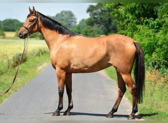 Polish Halfbred, Mare, 4 years, 16.1 hh, Dun