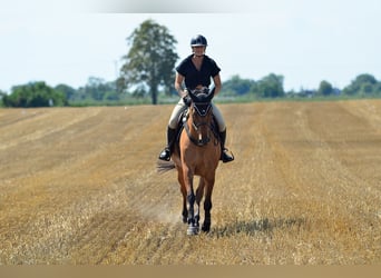 Polish Halfbred, Mare, 4 years, 16.1 hh, Dun