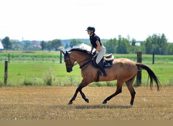 Polish Halfbred, Mare, 4 years, 16.1 hh, Dun