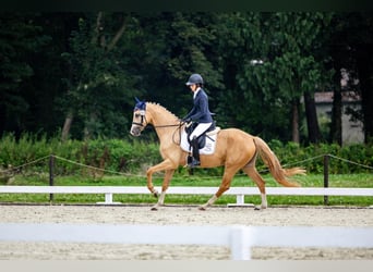 Polnisches Halbblut, Stute, 4 Jahre, 16,1 hh, Palomino