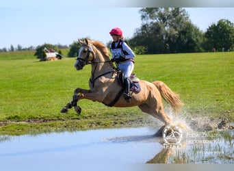 Polnisches Halbblut, Stute, 4 Jahre, 16,1 hh, Palomino