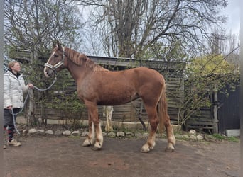 Polish Halfbred, Mare, 4 years, 16.2 hh, Chestnut-Red