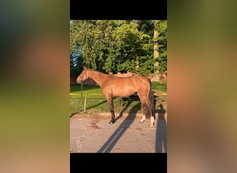 Polish Halfbred, Mare, 4 years, 16,2 hh