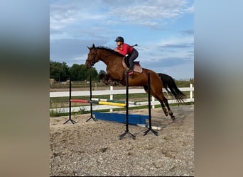 Polish Halfbred, Mare, 4 years, 16 hh, Brown