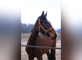 Polish Halfbred, Mare, 4 years, 16 hh, Brown