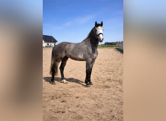 Polish Halfbred, Mare, 4 years, 16,1 hh, Grey-Dapple