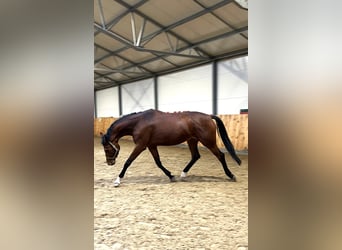 Polish Halfbred, Mare, 4 years, 17 hh, Bay